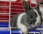 荷兰侏儒兔是什么动物？