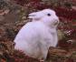 北极兔是什么动物？