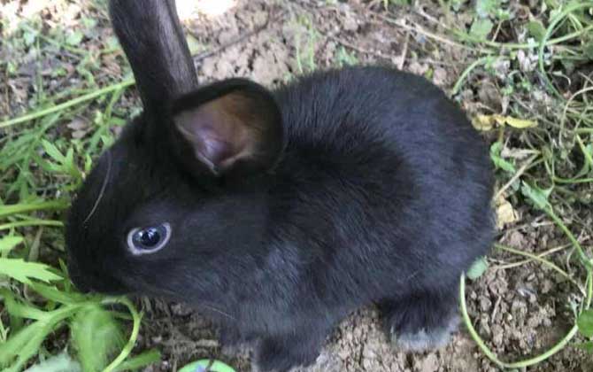 黑兔