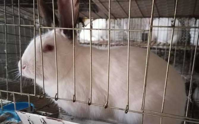 獭兔
