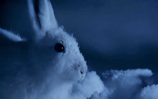 雪兔是什么动物？