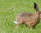 欧洲野兔是什么动物？