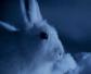 雪兔是什么动物？