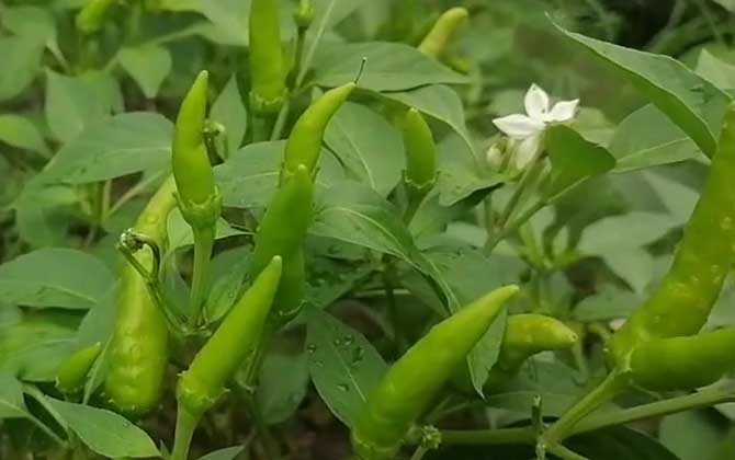 朝天椒是什么植物？