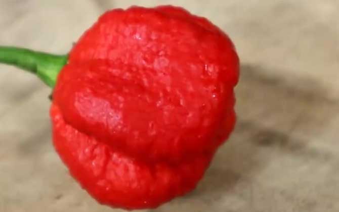龙息辣椒