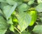 柿子椒是什么植物？