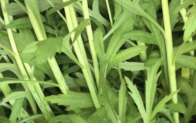 藜蒿是什么植物？