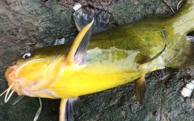钓黄颡鱼的技巧和方法