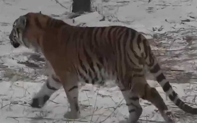 最大的老虎是什么虎？