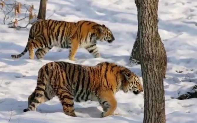 西伯利亚虎