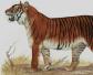 已经灭绝的四种老虎是哪四种？