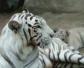 白虎是什么动物？