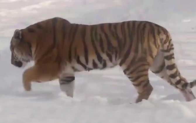 东北虎是什么动物？