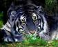 黑虎是什么动物？