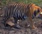 孟加拉虎是什么动物？