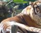 苏门答腊虎是什么动物？