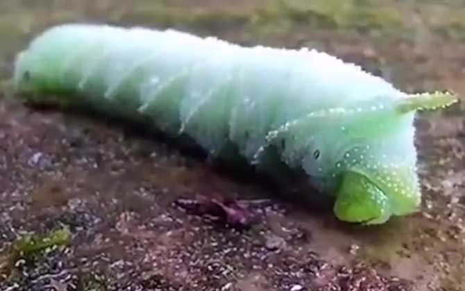 老虎虫