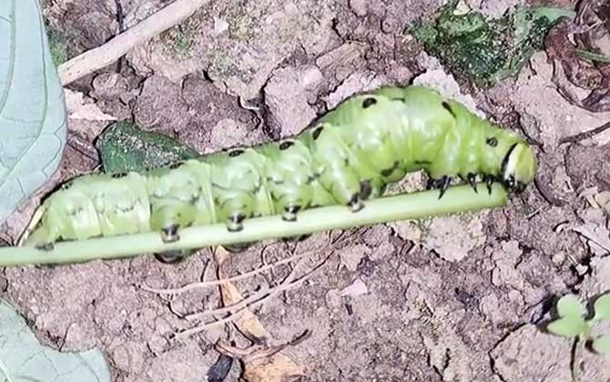 老虎虫