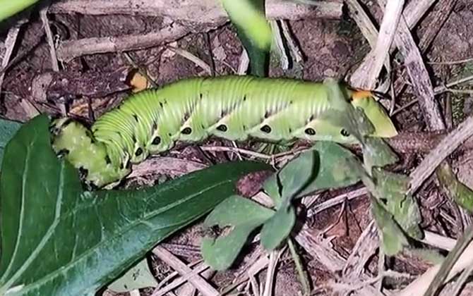 老虎虫