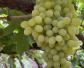 无核白葡萄是什么葡萄？