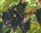 摩尔多瓦葡萄是什么葡萄？