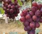 巨峰葡萄是什么葡萄？
