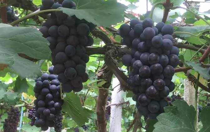 黑葡萄是什么葡萄？