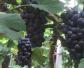 黑葡萄是什么葡萄？