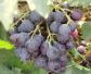 大泽山葡萄是什么葡萄？