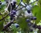 野葡萄是什么植物？