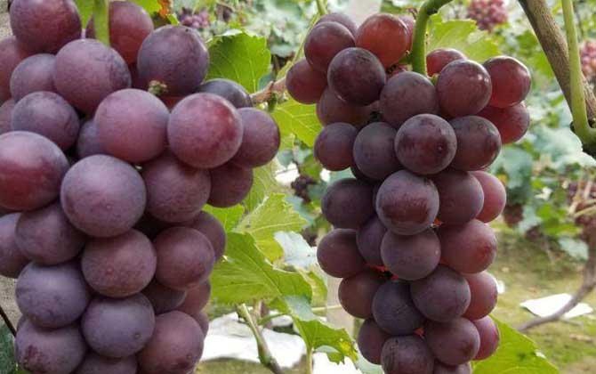 红提葡萄是什么葡萄？