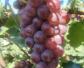 红提葡萄种植技术及病害防治