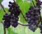 黑提葡萄是什么植物？
