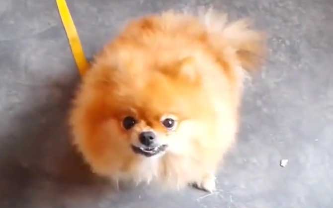 狗