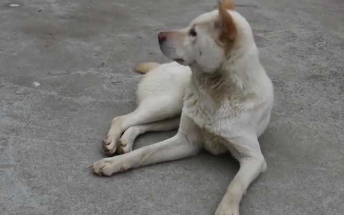 狗护食是什么原因导致的？