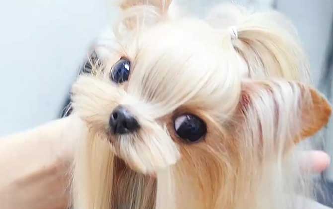 狗