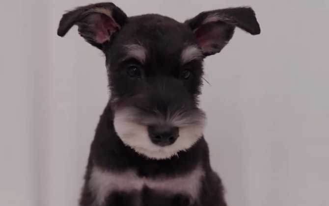 狗