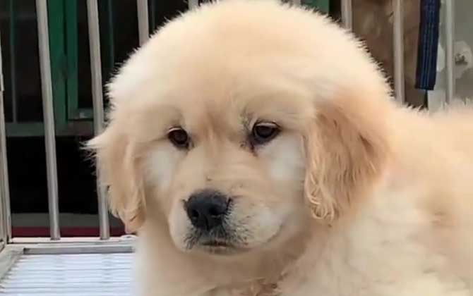 狗