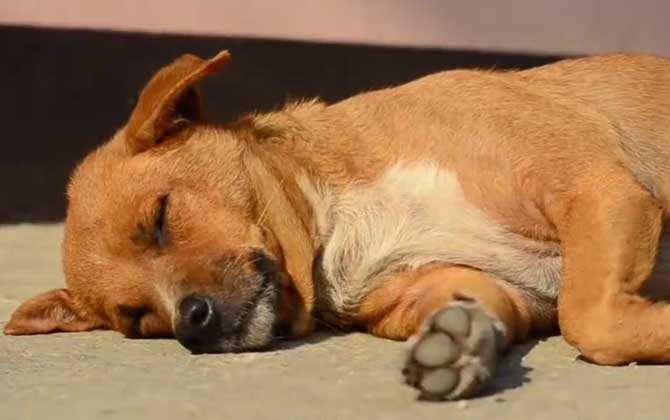 狗