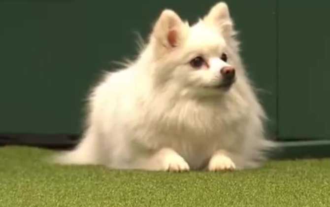 狗