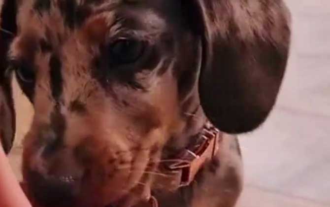 狗