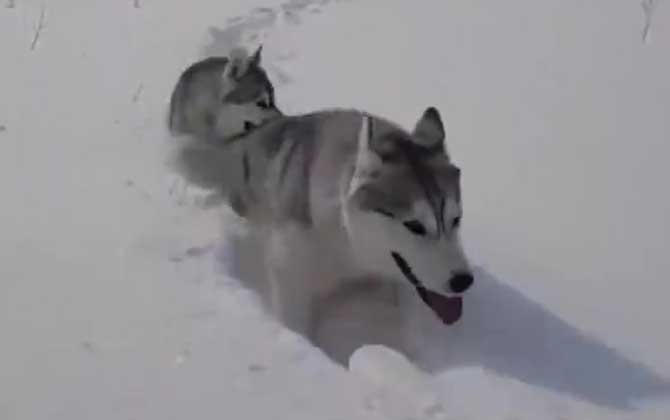 西伯利亚雪橇犬