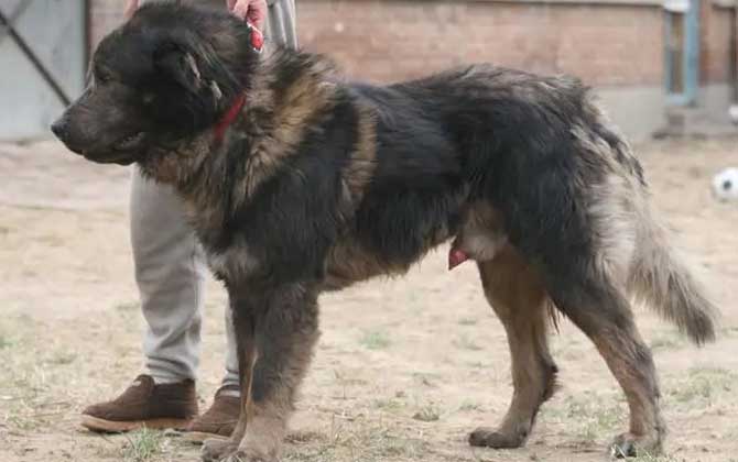 高加索牧羊犬