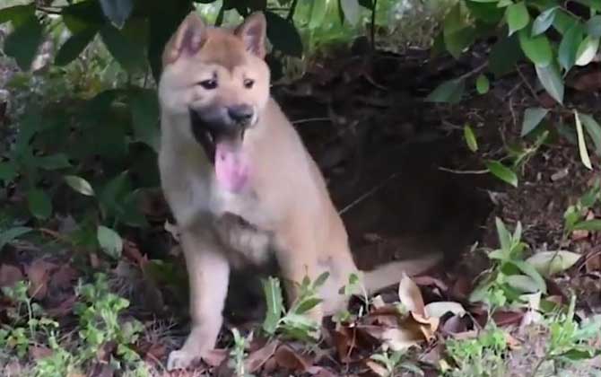 中华田园犬