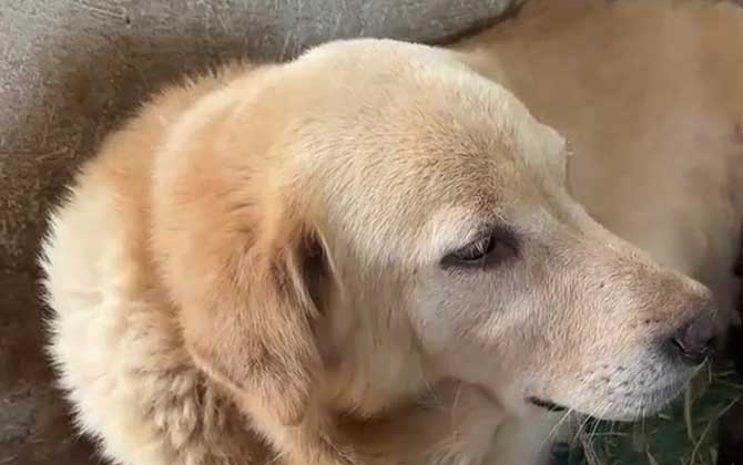 狗