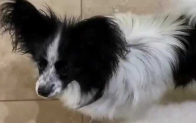 狗