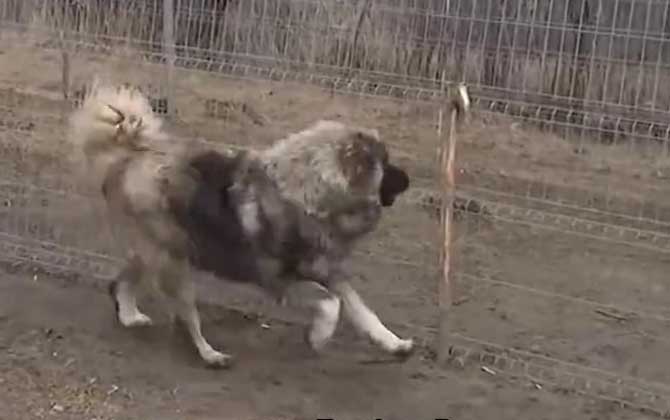 高加索犬