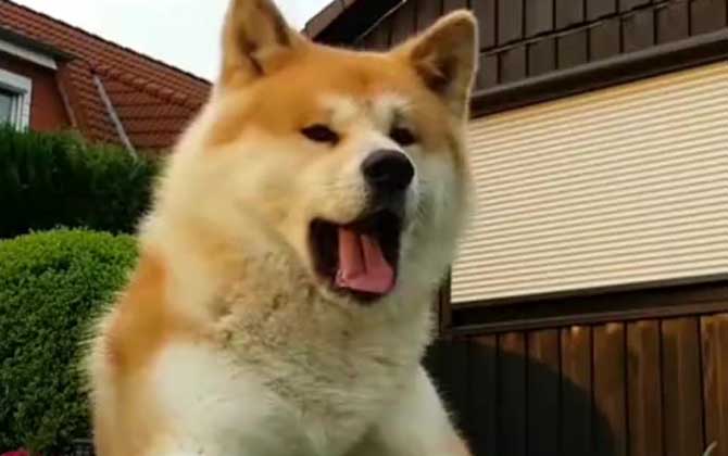 秋田犬