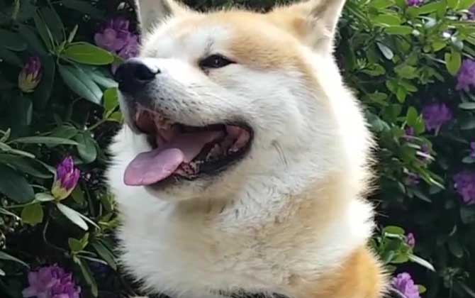 秋田犬