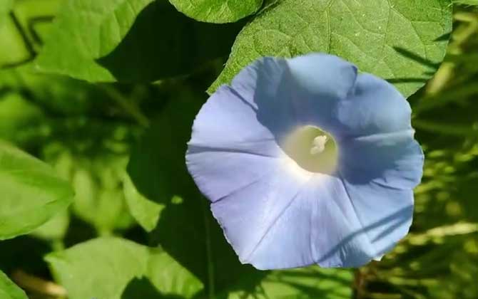 牵牛花